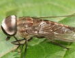 Horsefly – Up to 145 km/h