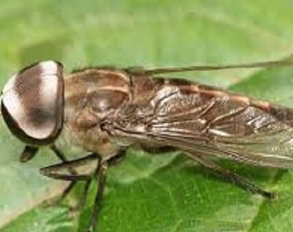 Horsefly – Up to 145 km/h