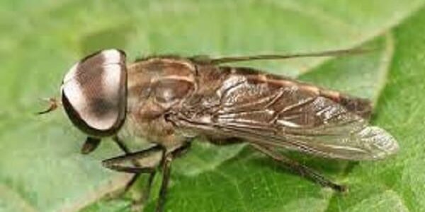 Horsefly – Up to 145 km/h