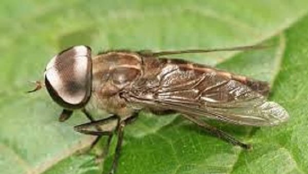 Horsefly – Up to 145 km/h