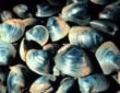 Ocean Quahog Clam