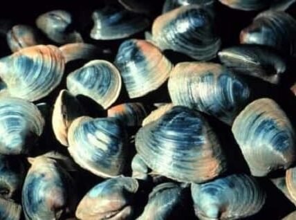 Ocean Quahog Clam
