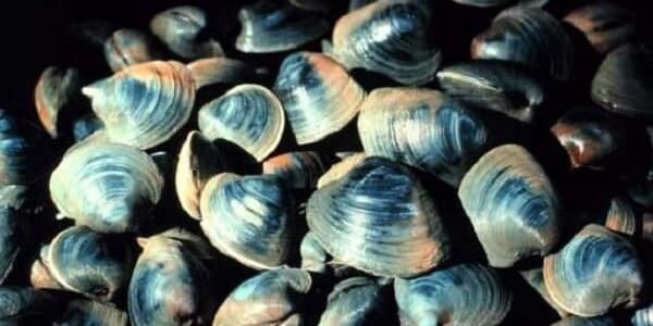 Ocean Quahog Clam