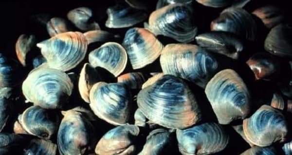 Ocean Quahog Clam
