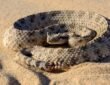 Sidewinder Rattlesnake