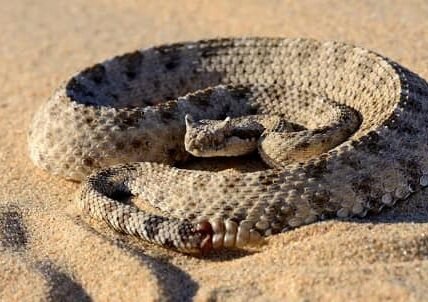 Sidewinder Rattlesnake