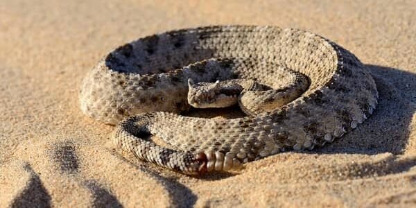 Sidewinder Rattlesnake