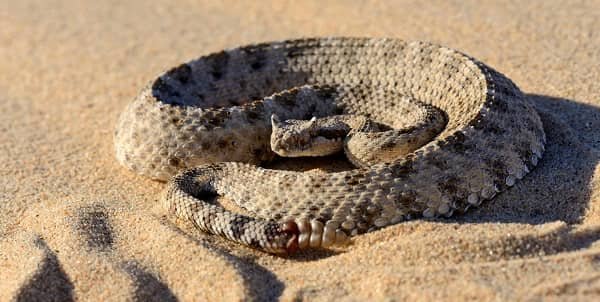 Sidewinder Rattlesnake